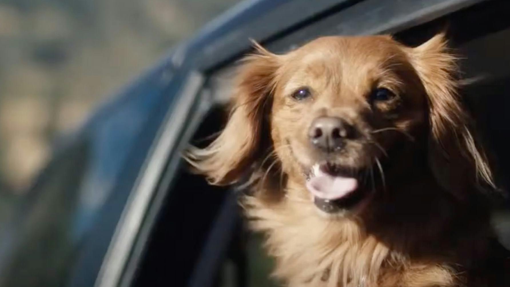 A happy dog looks out a car window. 