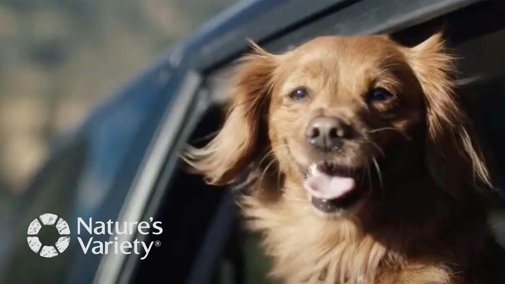 A happy dog looks out a car window.