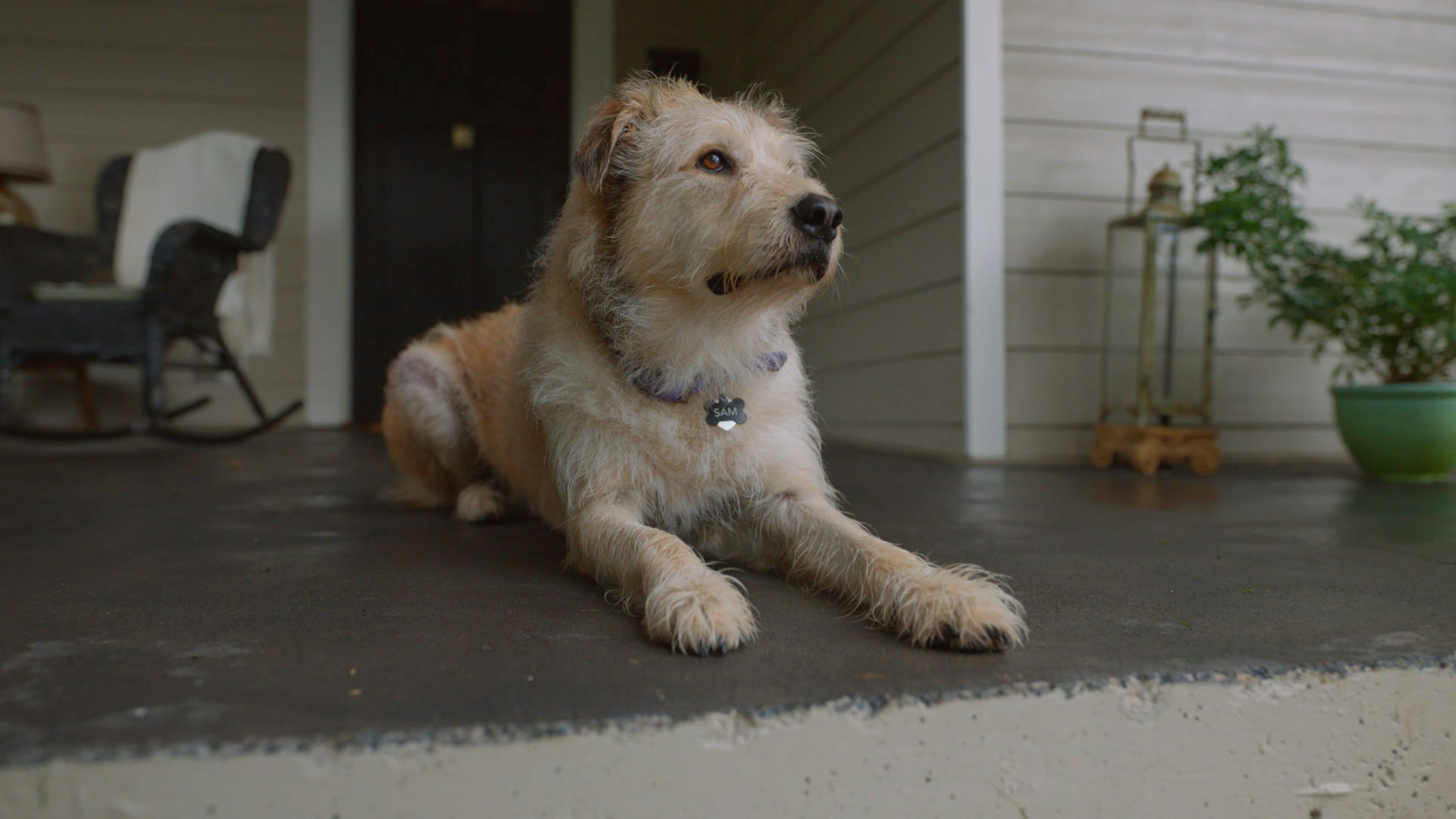 A small dog sits on his front porch and looks to the side, off-camera.